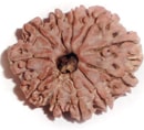 EKADASH MUKHI (ELEVEN FACE) RUDRAKSHA EKADASH MUKHI (ELEVEN FACE) RUDRAKSHA