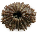 Fifteen Faces Rudraksha Fifteen Faces Rudraksha