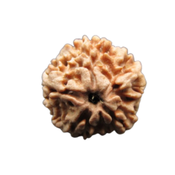 Two Face Rudraksha Two Face Rudraksha