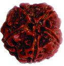 Five Face Rudraksha Five Face Rudraksha
