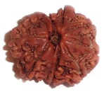 NAVA MUKHI (NINE FACE) RUDRAKSHA NAVA MUKHI (NINE FACE) RUDRAKSHA