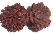 Gauri shanker Rudraksha Gauri shankar Rudraksha