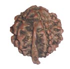 Ganesh Rudraksha Ganesh Rudraksha