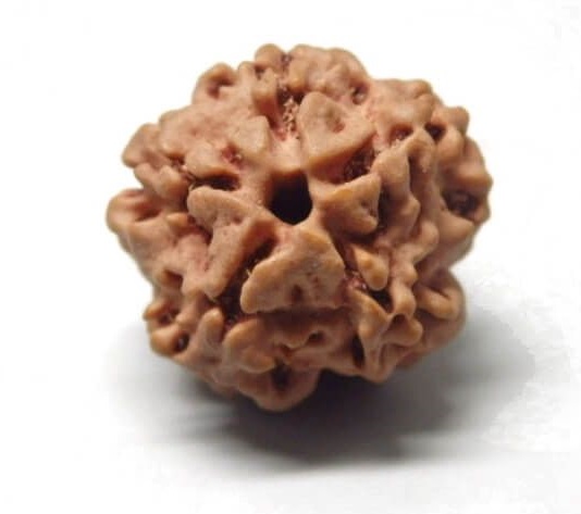 Rudraksha