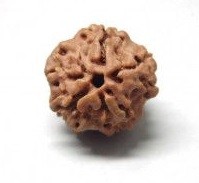 Rudraksha Rudraksha