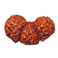 Trimurti Rudraksha Trimurti Rudraksha